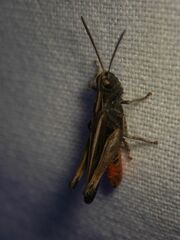 Omocestus
