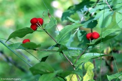 Prosartes trachycarpa