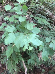Corylus cornuta