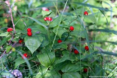 Prosartes trachycarpa