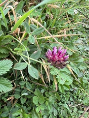 Trifolium wormskioldii