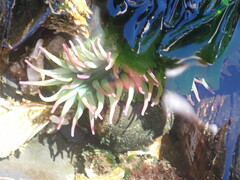 Anthopleura xanthogrammica