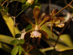 Encyclia parviflora
