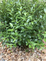 Ilex glabra