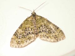 Acasis viretata