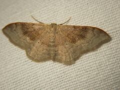 Idaea degeneraria