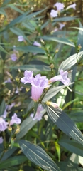 Strobilanthes anisophyllus