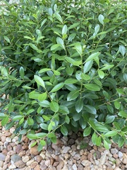 Ilex glabra