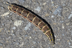 Theretra oldenlandiae