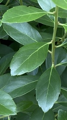 Ilex glabra