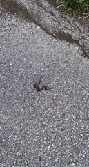 Lampropeltis calligaster