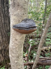 Phellinus