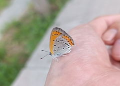 Lycaena dispar