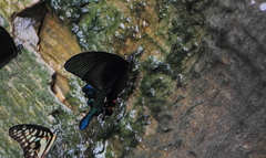 Papilio bianor thrasymedes