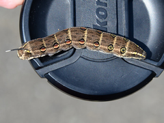 Theretra oldenlandiae