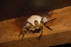 Barylestis scutatus