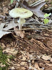 Amanita lavendula