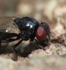 Lonchaea