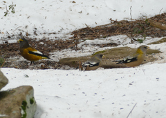 Coccothraustes vespertinus