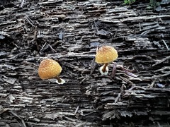 Pholiota granulosa