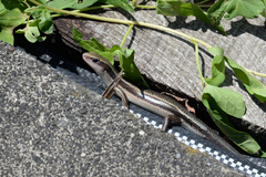 Plestiodon finitimus