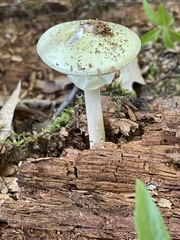 Amanita lavendula