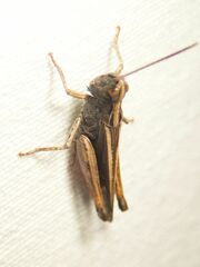 Omocestus