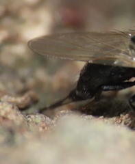 Lonchaea