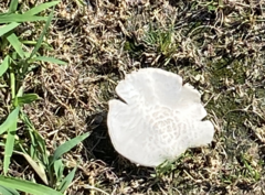 Tricholoma pardinum