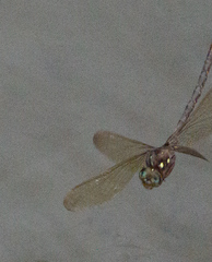 Boyeria vinosa