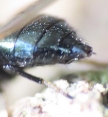 Lonchaea