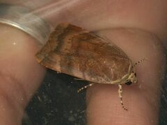 Noctua janthina