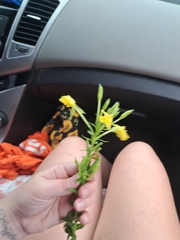 Lithospermum multiflorum