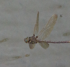 Boyeria vinosa