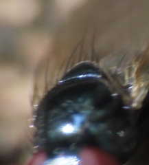 Lonchaea