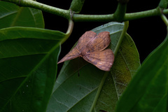 Papilionoidea