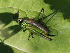 Roeseliana roeselii