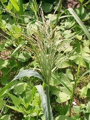 Panicum dichotomiflorum