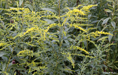 Solidago juncea