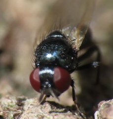 Lonchaea
