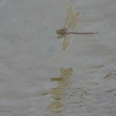 Boyeria vinosa