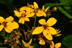 Electranthera