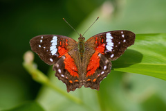 Anartia amathea