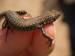 Podarcis guadarramae