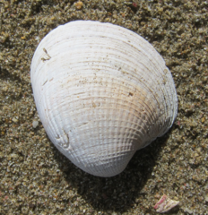 Austrovenus stutchburyi