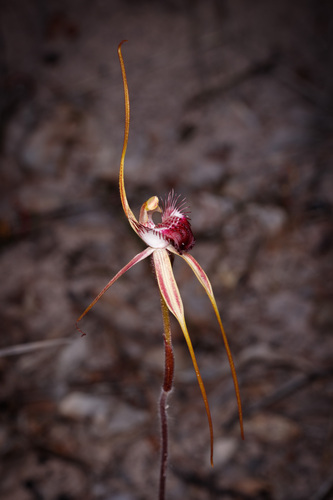 Caladenia heberleana Hopper & A.P.Br.