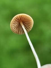 Conocybe smithii