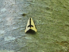 Haploa clymene