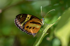 Tithorea harmonia