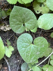 Asarum caudatum